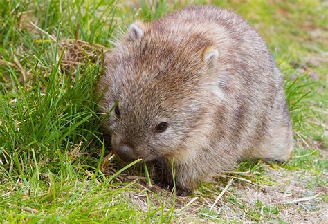 Cutest Baby Wombat Raww