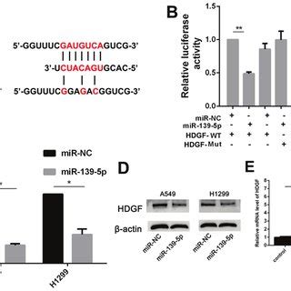 Hdgf Is A Direct Target Of Mir P A Predicted Binding Sites