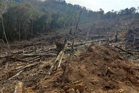 Batalhão Ambiental aplicou R 60 2 milhões em multas e atendeu 14 mil