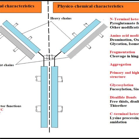 Diagrams Of Antibody Drug Conjugates Medi4276 And Medi1498 Download Scientific Diagram