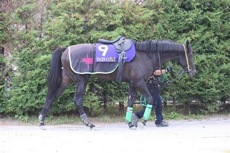 【菊花賞】たくましくなったジャスティンパレスに杉山晴師「落ち着いている」｜競馬ニュース｜競馬予想のウマニティ