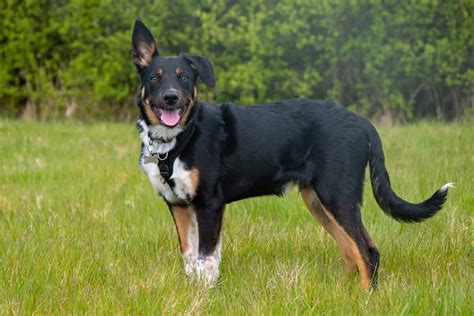 Tri Color Border Collie Facts Genetics Faqs With Pictures