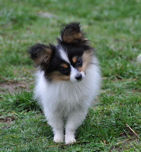 Roads End Papillons 35 Months Old Papillon Siblings