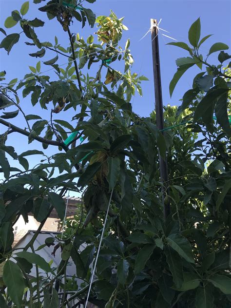 Subtropical Heavy Fruit Sets On Avocado This Year General Fruit