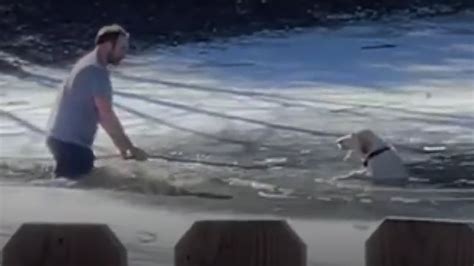 Vid O Il Plonge Dans L Eau D Un Tang Gel Pour Sauver Un Chien