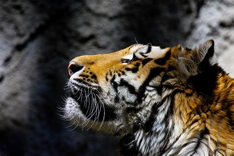 Fonds d ecran Tigre Tête Animaux télécharger photo