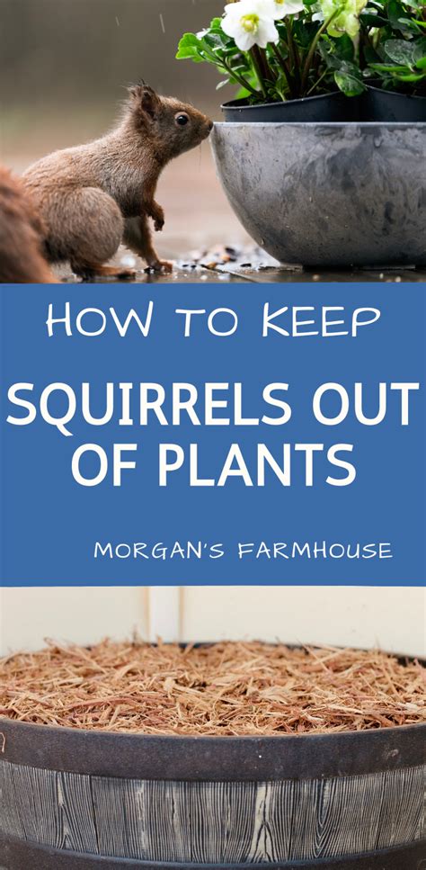 Keep Squirrels Out Of Plants Artofit