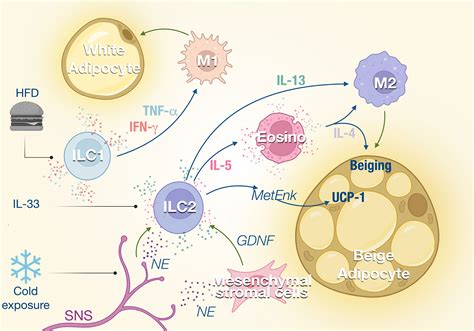 Frontiers Innate Lymphoid Cells More Than Just Immune Cells