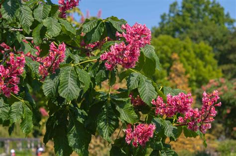 Red Buckeye Tree Care And Growing Guide