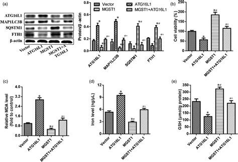 The upregulation of ATG16L1 antagonized the inhibitory effect of MGST1 ...