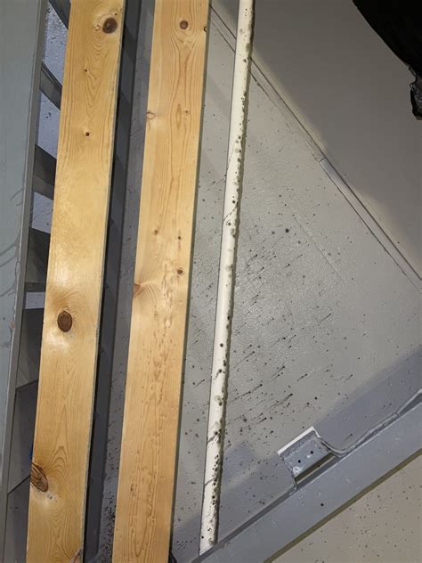 How To Prevent Mold After Flooding In Your Basement Environix