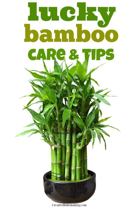 Lucky Bamboo Care | Lucky bamboo care, Lucky bamboo plants, Bamboo care