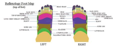 Reflexology Foot Chart