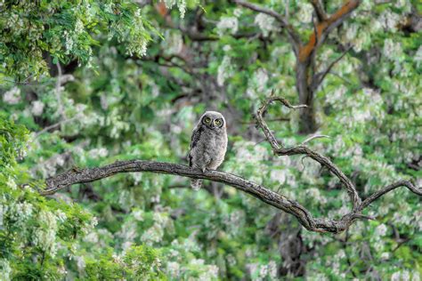 Fluffy Great Horned Owlet Photograph By Wes And Dotty Weber Fine Art