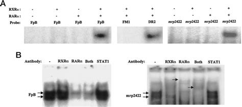 RXR RAR Heterodimers Bind The Ntcp FpB And Mrp2 Nt 422 398