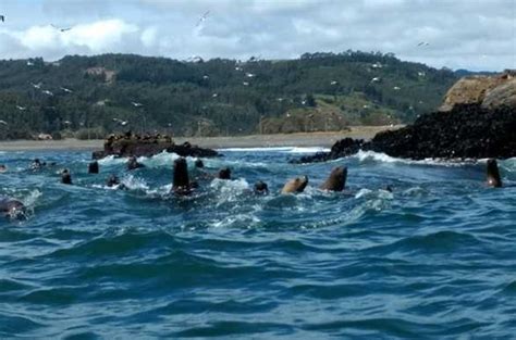 Sernapesca se prepara para temporada de varazones en la Lobería de