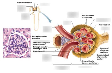 Juxtaglomerular Complex Diagram Quizlet