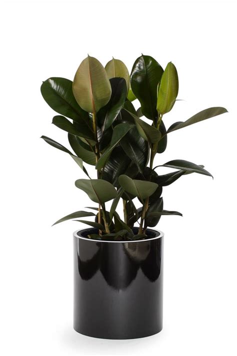 The 10 Best Indoor Plants That Are Impossible To Kill We Asked The