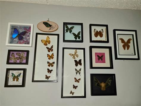 Framed Butterfly Wall in 2021 | Butterfly frame, Butterfly art, Butterfly wall