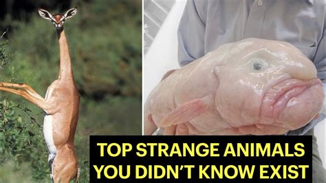 Top Strange Animals You Didnt Know Exists Youtube