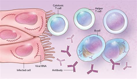 Sex Differences In Immune Responses To Viral Infection The Scientist