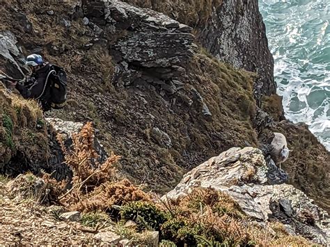 Rspca Rescues Two Sheep Stranded On Cliff Herald Wales