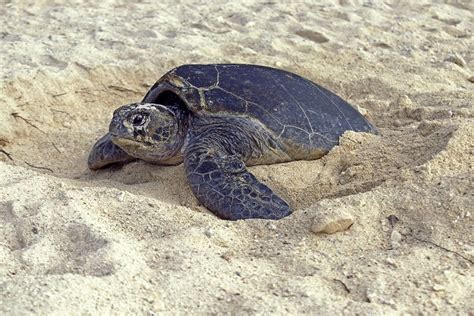 Ponte Exceptionnelle D Une Tortue Caouanne S Te