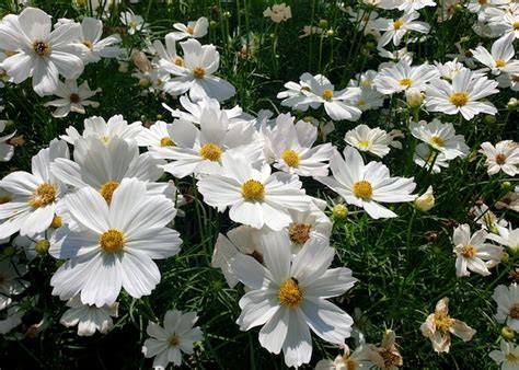 Premium Photo | White cosmos flower in the garden