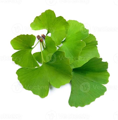 Ginkgo Biloba Leaves 15606544 Stock Photo At Vecteezy