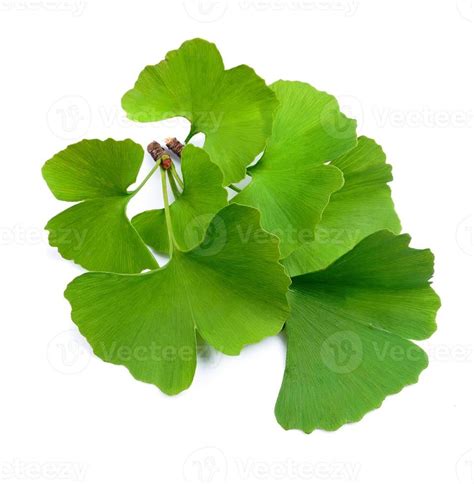 Ginkgo Biloba Leaves Stock Photo At Vecteezy