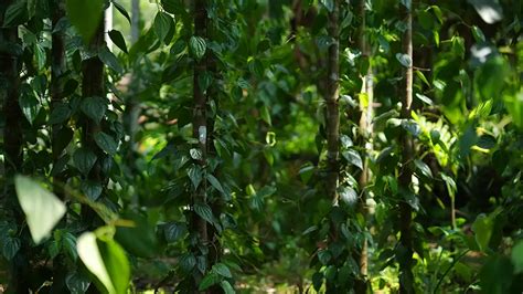 Tirur Betel Leaf Tirur Vettila Medicinal Plants Of Kerala Kerala