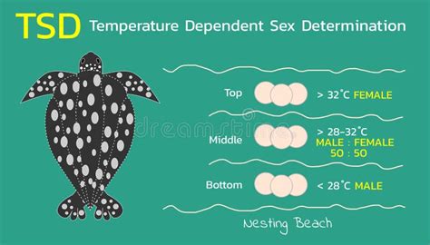 Temperature Dependent Sex Determination TSD Of Sea Turtles Stock
