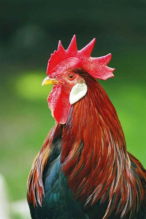 Rooster Pet Supplies Pet Portraits trustalchemy.com