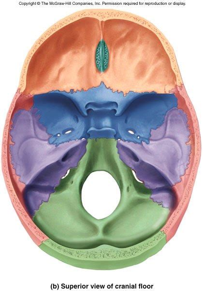 Skull Superior View Diagram Quizlet