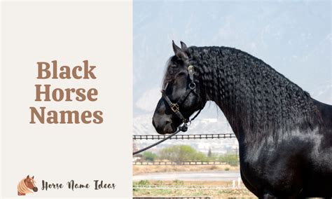 500 Black Horse Names