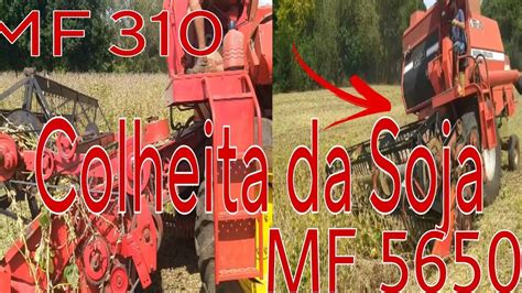 Colheita Da Soja Colheitadeiras MF 310 MF 5650 Colhendo Na Ilha YouTube