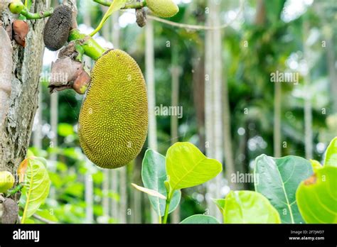 Jackfruit Tree And Young Jackfruits Stock Photo Alamy