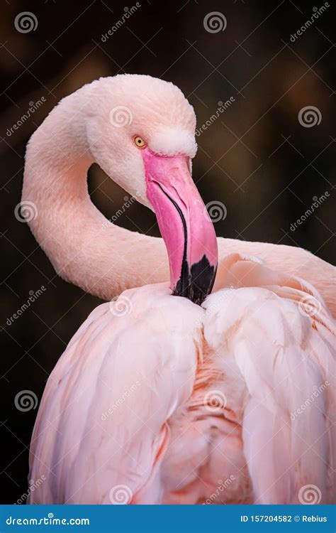 Rosa Flamingo Stockfoto Bild Von Lang Sch Nheit Feder