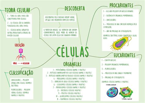 Mapa Mental Biologia Celular Fdplearn