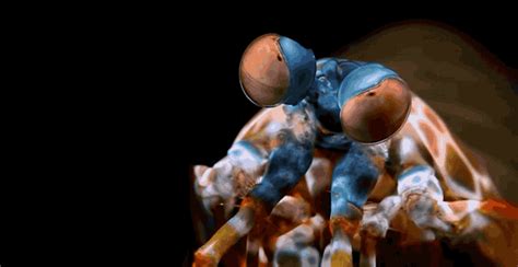 The Mantis Shrimp Is A Living Fossil Of The Prehistoric Clown  On Imgur