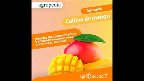 Cultivo de mango Manejo agronómico características y más de la