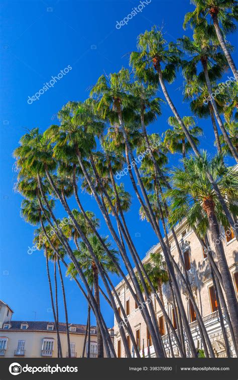 Palmeras Gigantes Washingtonia Robusta Palmera Mexicana Lavandera