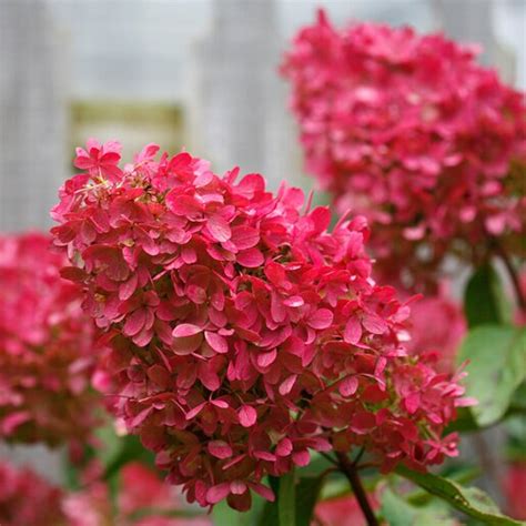 Hydrangea Paniculata Color Choice Zinfin Doll Panicle H Siteone