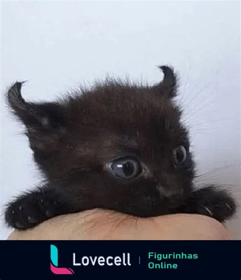 Figurinha Gatinho Preto Surpreso Da Pasta Gatinhos Fofos Para