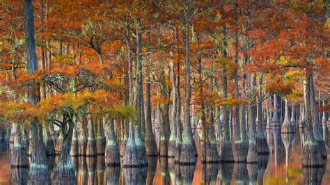 Bing HD Wallpaper Oct 21 2022 Bald Cypress Trees In Georgia Bing