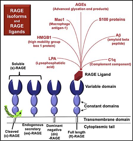 Frontiers Rage Pathway Activation And Function In Chronic Kidney