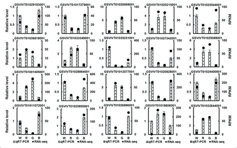 Real Time Quantitative Pcr Qrt Pcr Validation Of Randomly