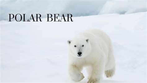 Polar Bear Youtube