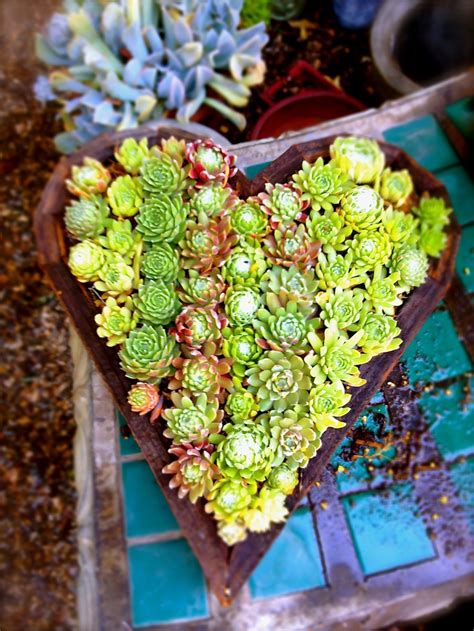 1000+ images about Succulent Containers on Pinterest