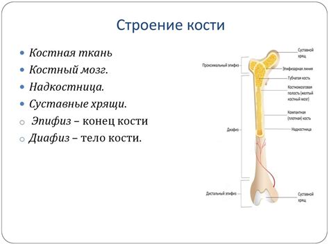 Функциональная анатомия (остеология, миология) - презентация онлайн
